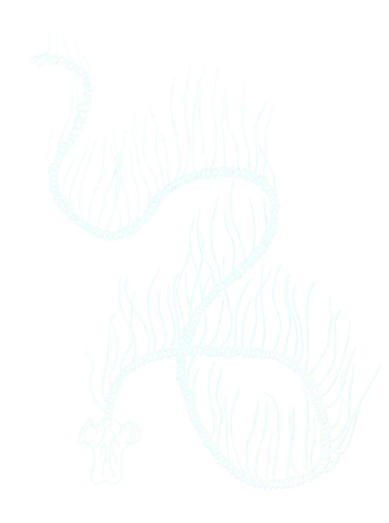 Image of P. physalis