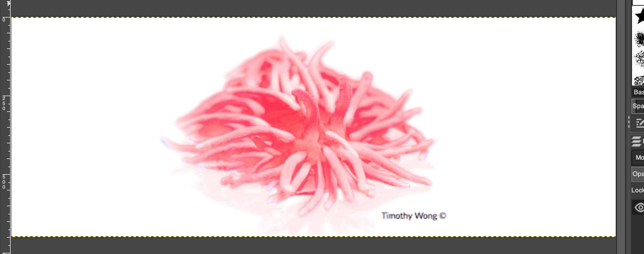 Photographer: Timothy Wong Photograph of a O. rosacea looking like a bright pink bowl of spaghetti